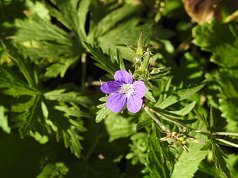 Close-up of a purple wildflower in green foliage