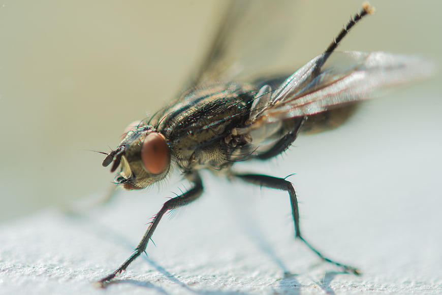 Macro Close-Up of a House Fly on a White Surface