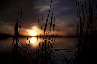 Silhouette of Cattails Against Golden Sunset Over Lake