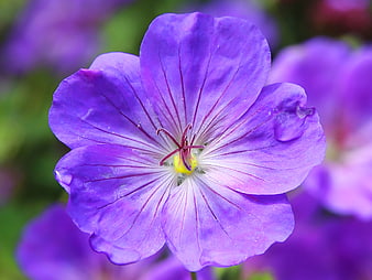 Close-up of vibrant purple cranesbill flower with yellow center