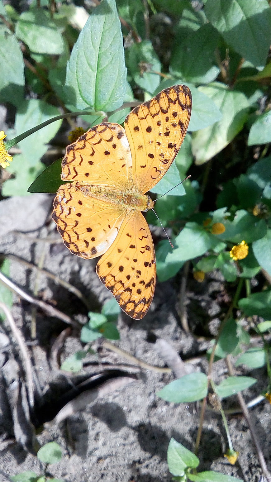 Orange Fritillary Butterfly on Green Leaves