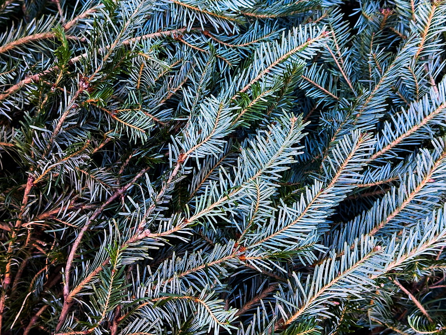 Close-up of Blue Spruce Pine Needles and Branches