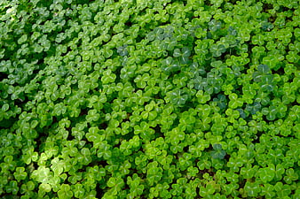 Top View Green Clover Leaves Pattern Background