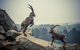 Two Alpine Ibexes Interacting On Rocky Mountain Outcrop