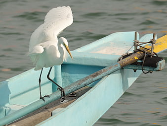 Great Egret perched on blue fishing boat prow