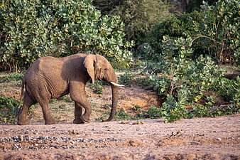 African Elephant Walking on Dirt Path in Savanna