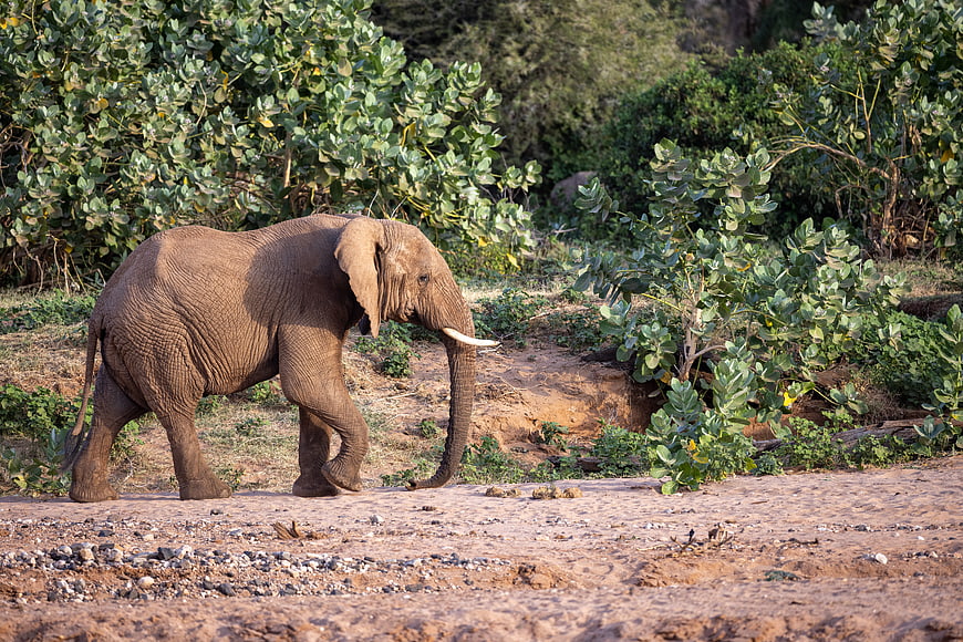 African Elephant Walking on Dirt Path in Savanna