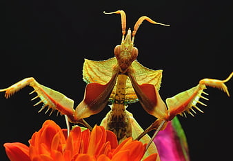 Macro shot of a colorful praying mantis perched on a vibrant orange flower