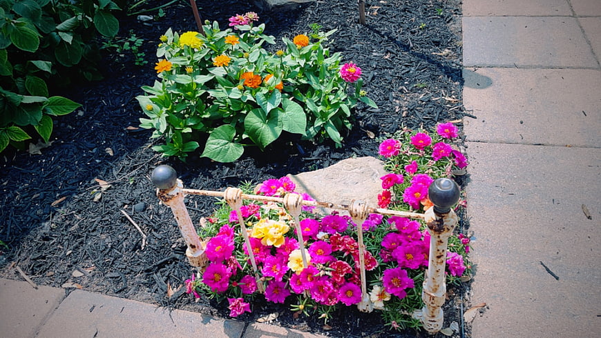 Colorful flowers in garden bed with decorative metal fence