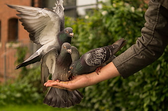 Feeding pigeons from hand in urban park