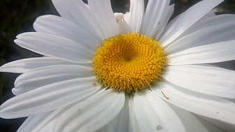 Close-up of a white daisy with a bright yellow center