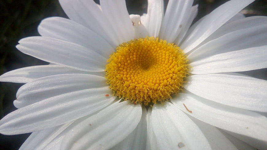 Close-up of a white daisy with a bright yellow center
