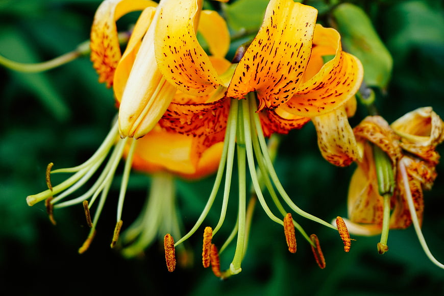 Close-up of vibrant orange tiger lily with speckled petals