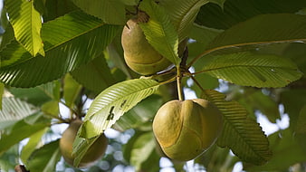 Close-up of green chestnut fruits hanging on a tree branch