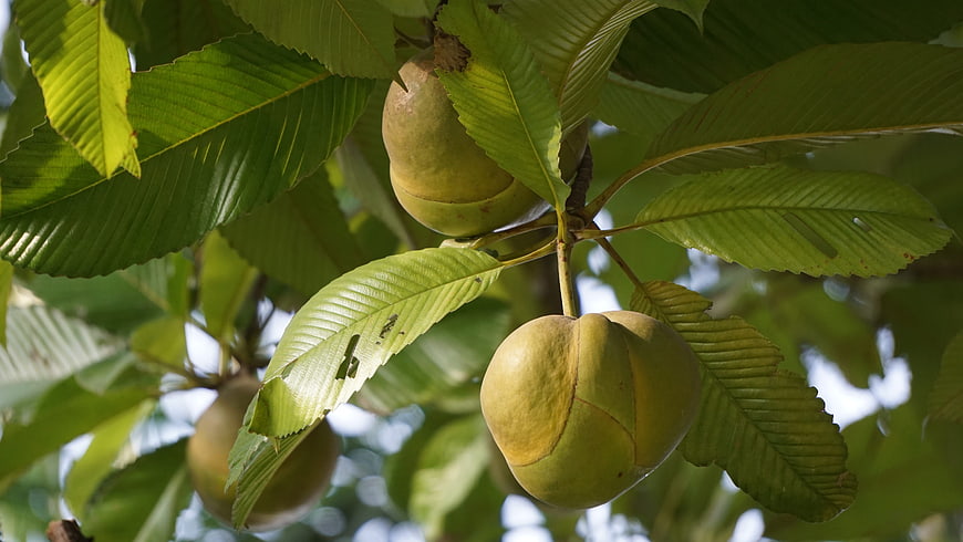 Close-up of green chestnut fruits hanging on a tree branch