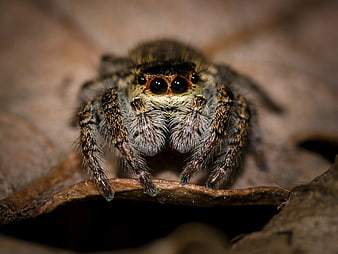Macro Close-Up of Jumping Spider on Leaf