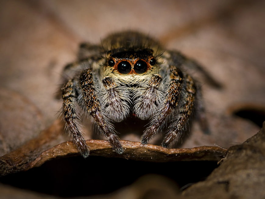 Macro Close-Up of Jumping Spider on Leaf