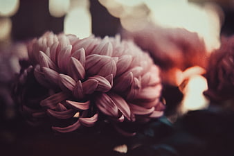 Close-up of a pink chrysanthemum flower with soft bokeh background
