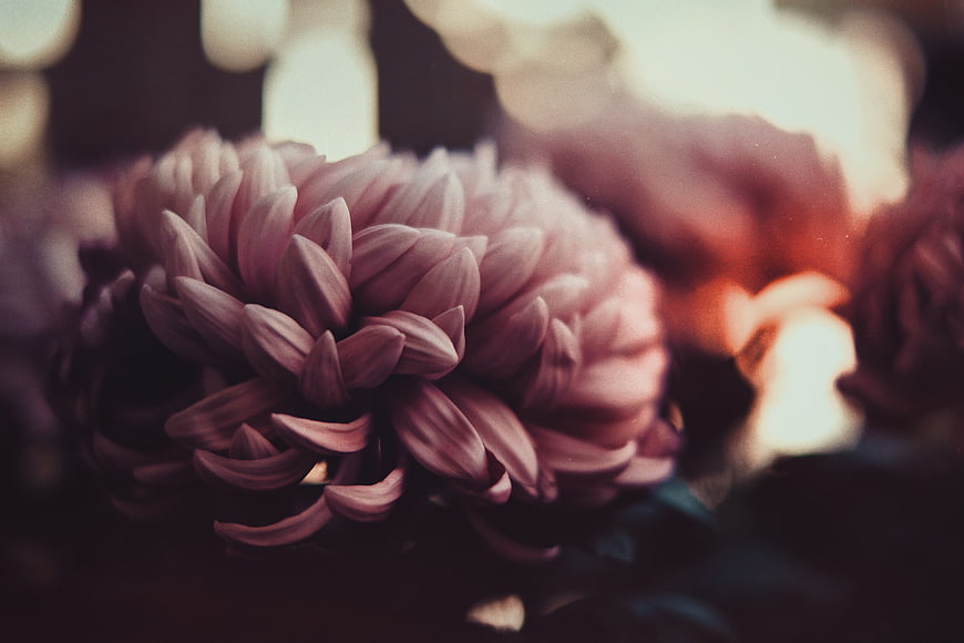 Close-up of a pink chrysanthemum flower with soft bokeh background