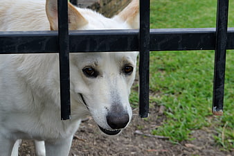 White dog looking through black metal gate