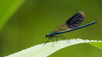 Blue Demoiselle Damselfly on Dewy Leaf