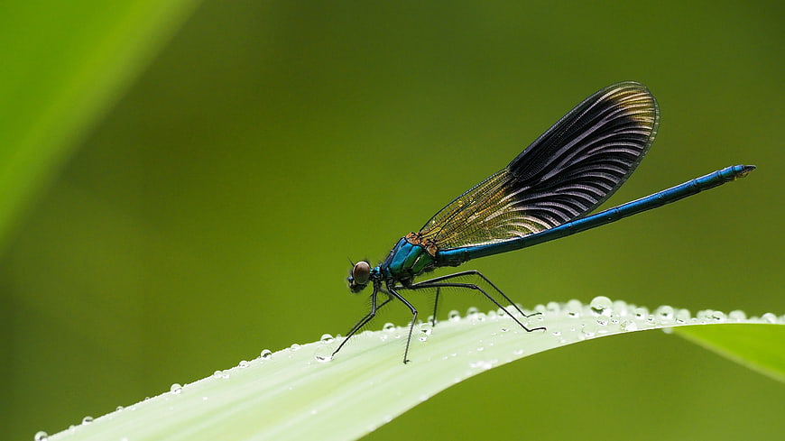 Blue Demoiselle Damselfly on Dewy Leaf