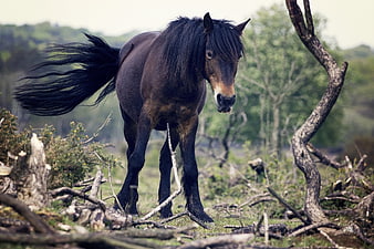 Wild dark horse with flowing mane in forest