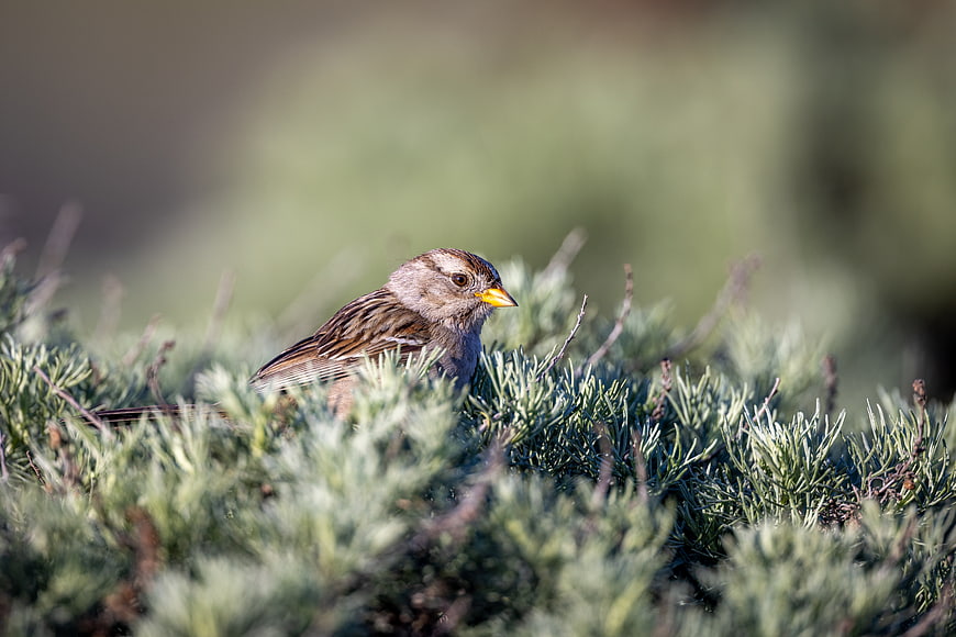 Small Sparrow Perched in Green Bush