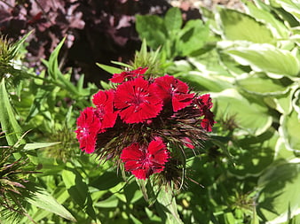 Vibrant red dianthus flowers blooming in a sunny garden