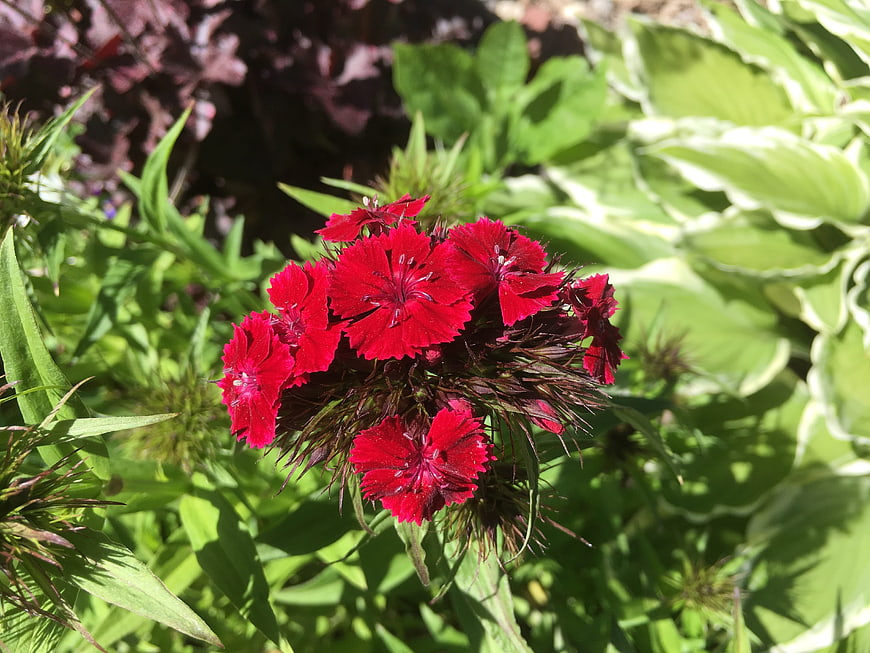 Vibrant red dianthus flowers blooming in a sunny garden
