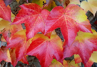 Vibrant Red and Yellow Autumn Leaves Close-Up