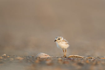 Cute baby plover chick standing on sandy beach