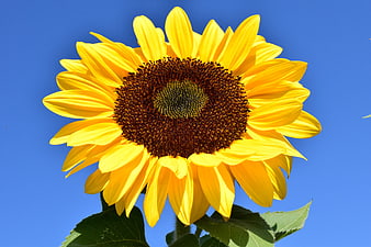 Vibrant Sunflower Close-Up Against Blue Sky