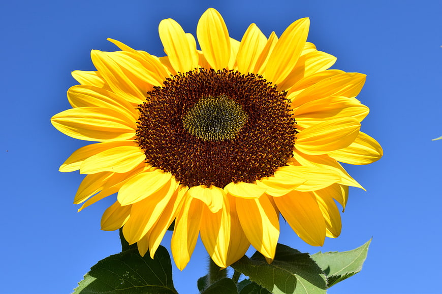 Vibrant Sunflower Close-Up Against Blue Sky