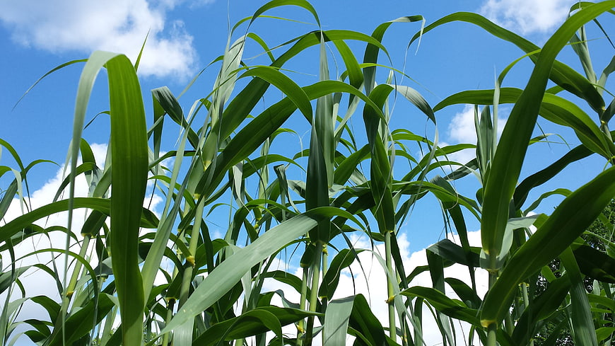 Low angle view of tall green corn stalks against blue sky