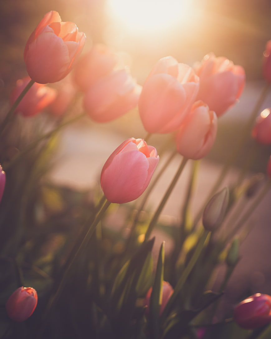 Pink Tulips Backlit by Golden Hour Sunlight