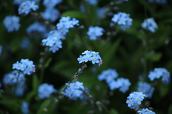 Close-up of blue forget-me-not flowers in a garden