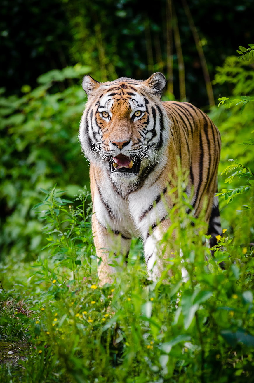 Majestic Tiger Walking Through Lush Green Forest
