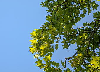 Green maple leaves against clear blue sky with copyspace