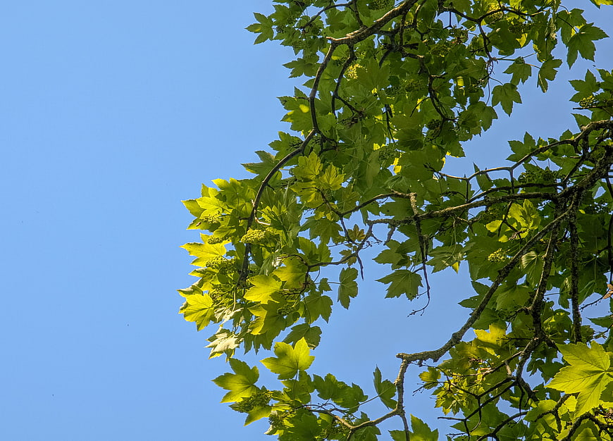 Green maple leaves against clear blue sky with copyspace