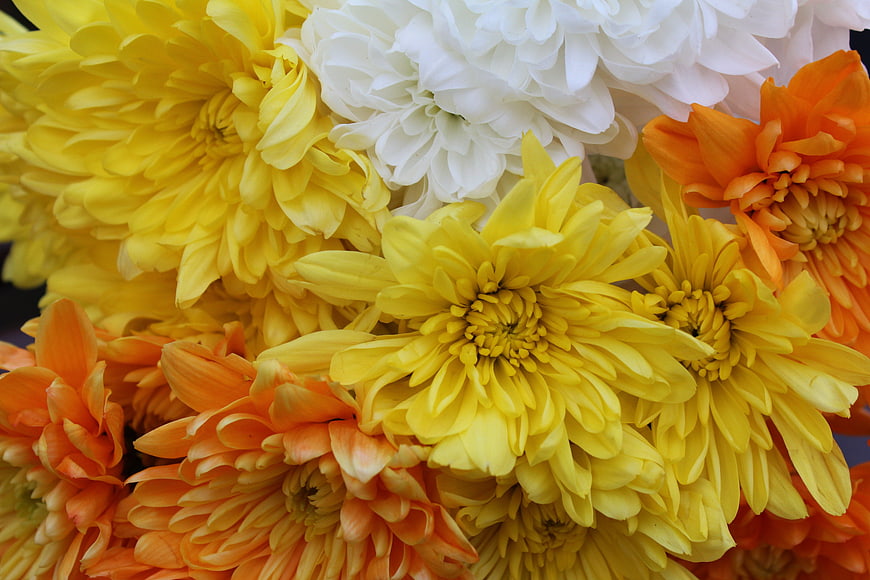 Vibrant yellow, orange, and white chrysanthemum bouquet close-up