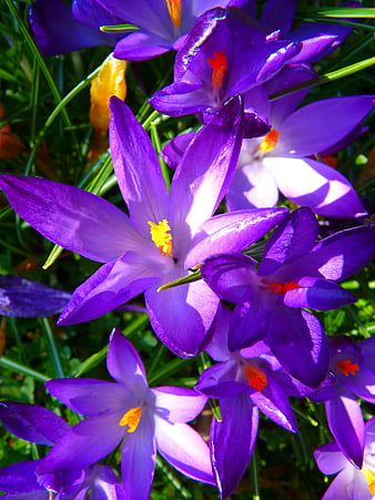 Vibrant Purple Crocus Flowers with Yellow Stamen Close-Up