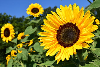 Vibrant Sunflower Close-Up in a Sunny Field