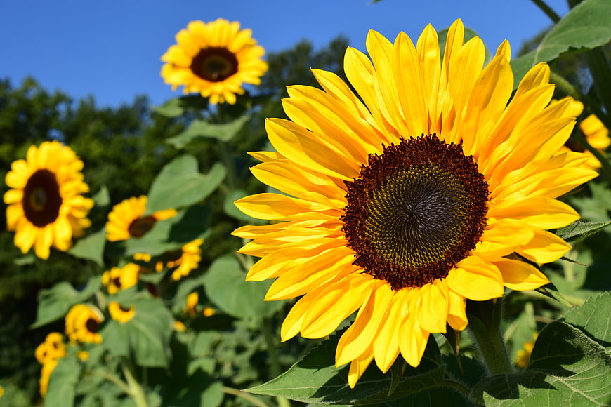 Vibrant Sunflower Close-Up in a Sunny Field