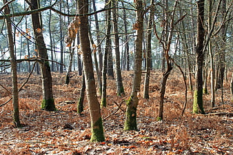 Sunlit forest floor with mossy tree trunks and brown ferns