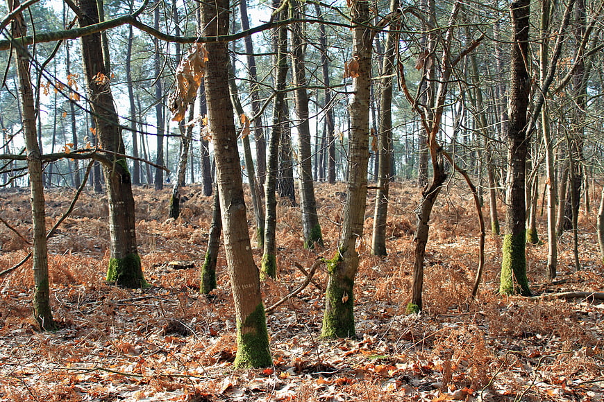 Sunlit forest floor with mossy tree trunks and brown ferns