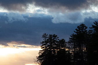 Dramatic sunset silhouette of pine trees against cloudy sky