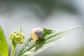 Macro shot of a snail shell on a green leaf