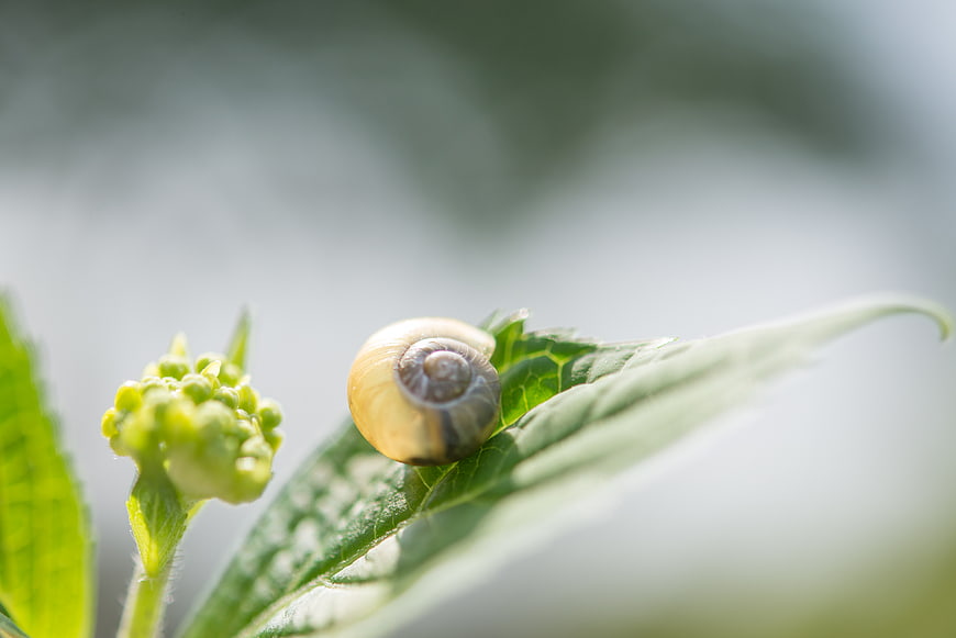 Macro shot of a snail shell on a green leaf