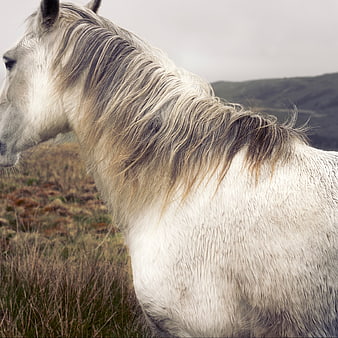 White Horse Profile in Windy Highland Landscape